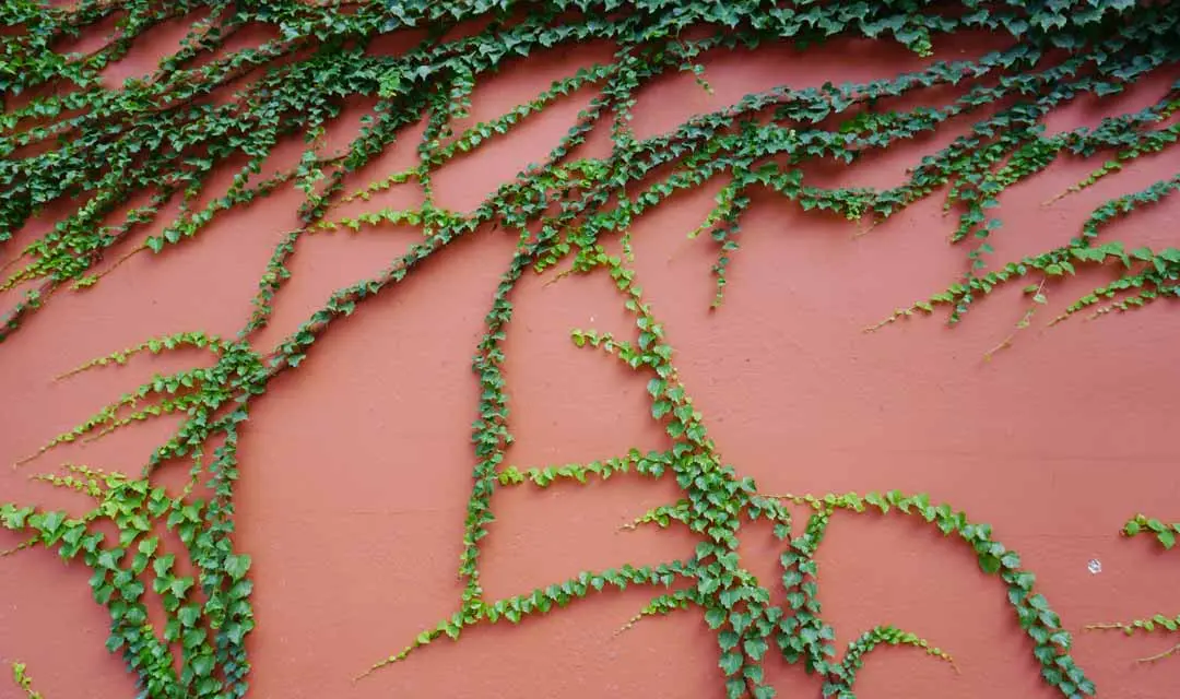 Green ivy vines climbing across a terracotta-colored wall.