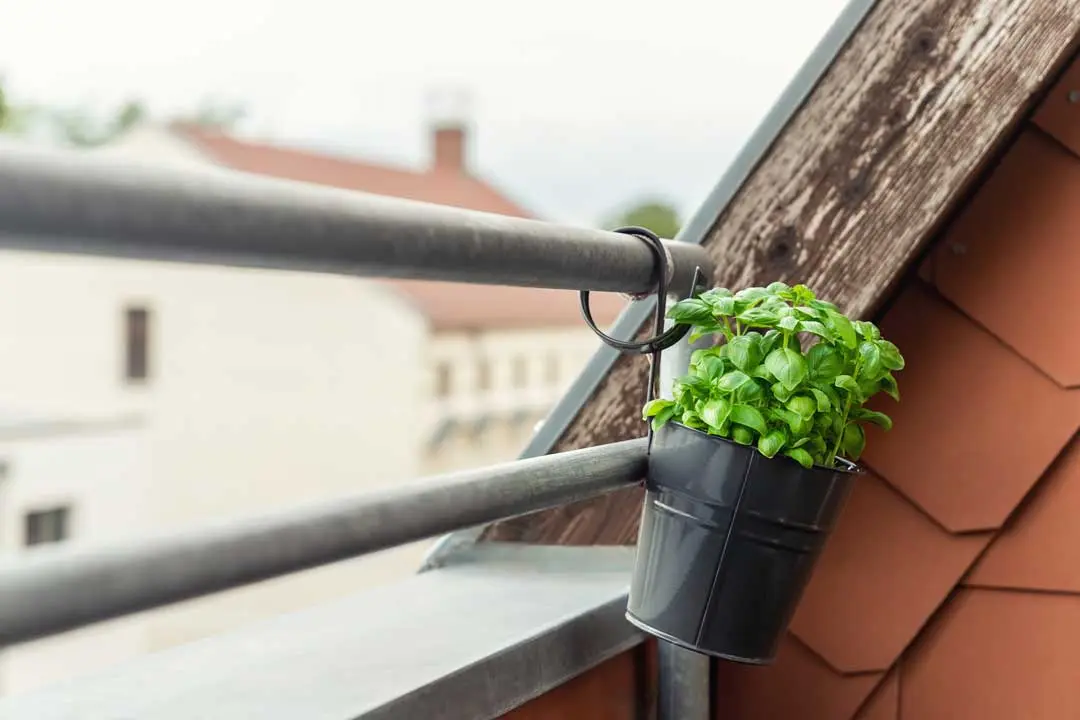 Small black pot of basil hanging from a balcony railing.