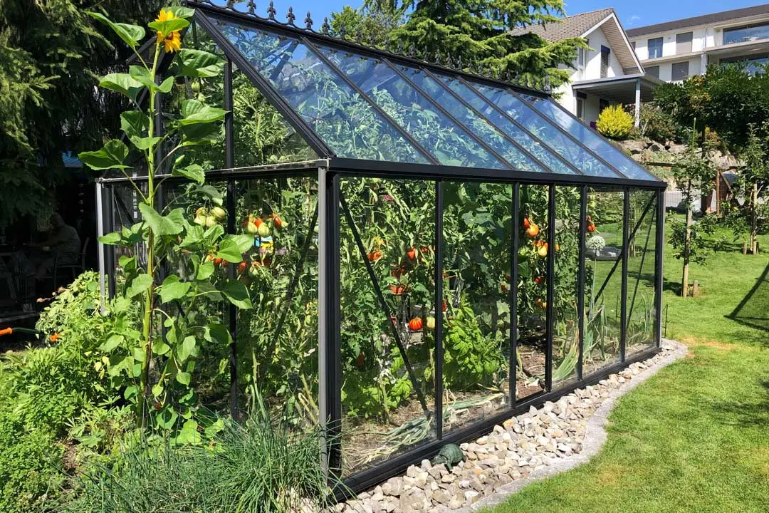 Backyard glass greenhouse filled with tomato plants and greenery.