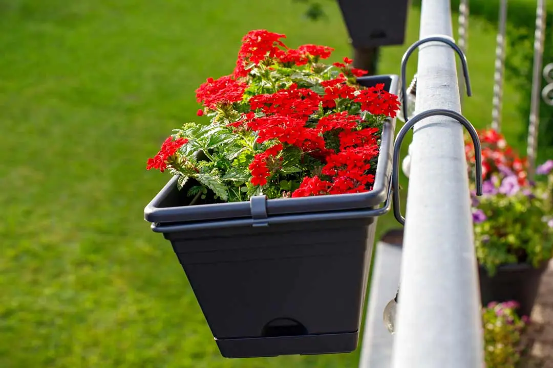 Bright red flowers blooming in a black hanging pot on a balcony railing.