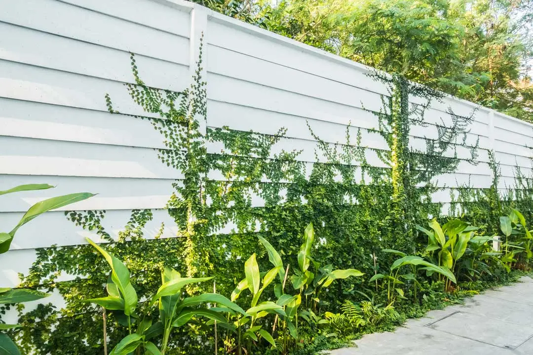 Green climbing plants growing vertically on a white wall in a garden.