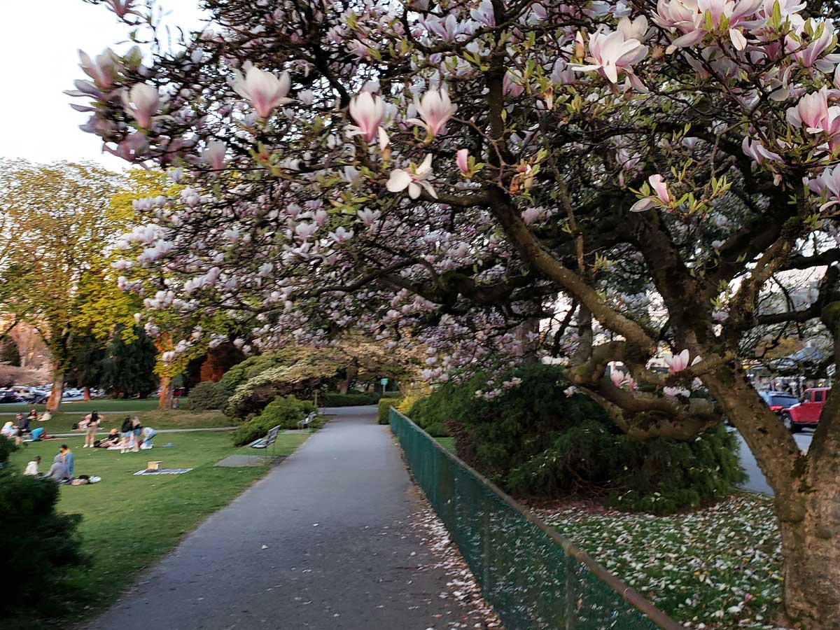 Cherry blossoms in bloom along a walkway at Kitsilano Beach.