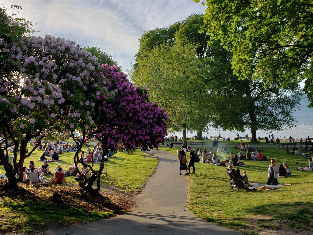 Pathway through Kitsilano Beach park with blooming cherry trees.