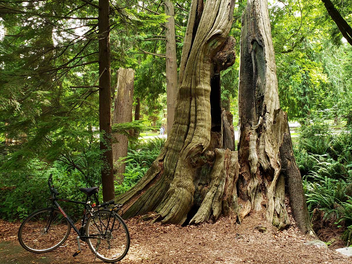 Hollow Tree in Stanley Park with a bicycle parked nearby.