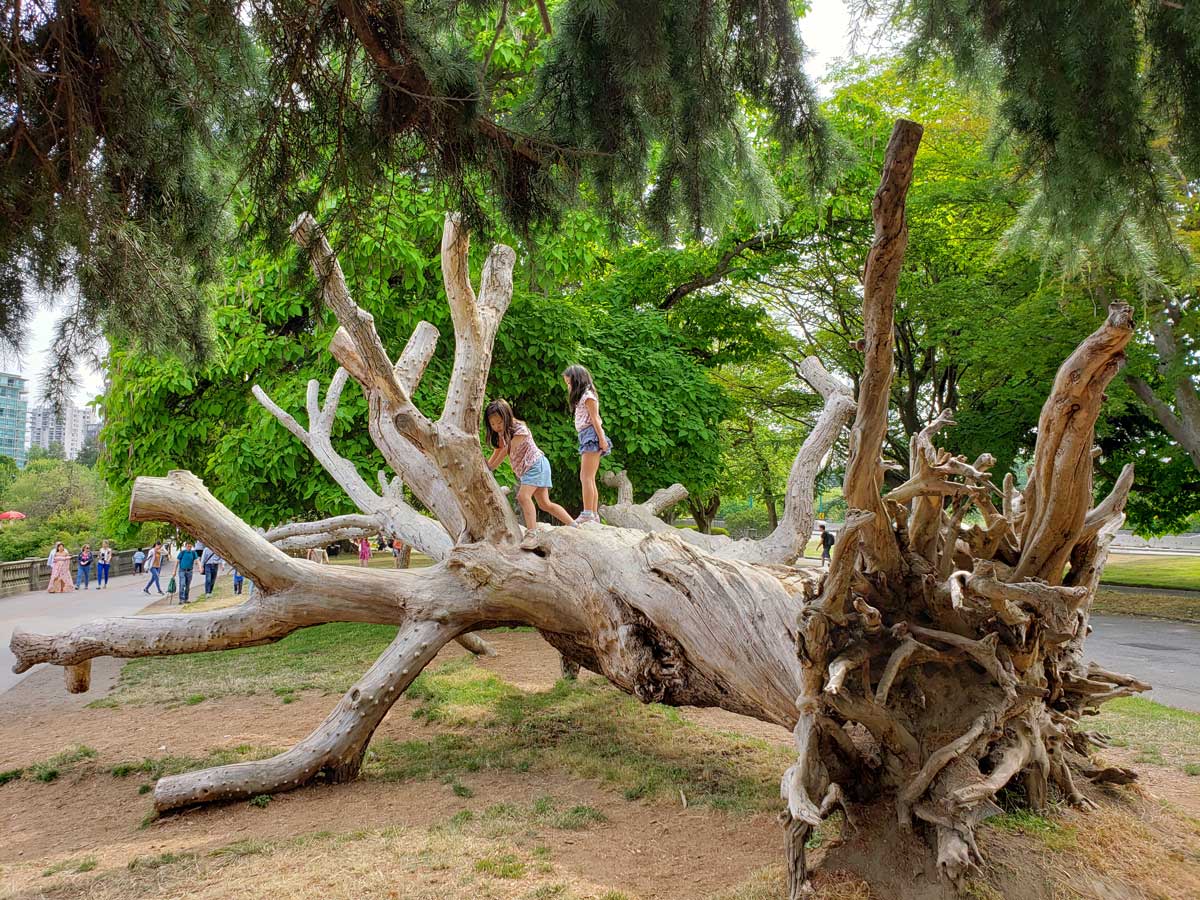 Children climbing on an uprooted tree along the Stanley Park Seawall.