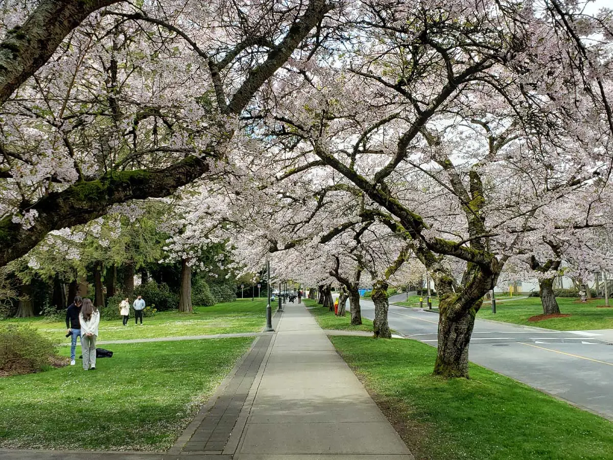 Cherry blossom trees in full bloom lining a sidewalk in Vancouver.