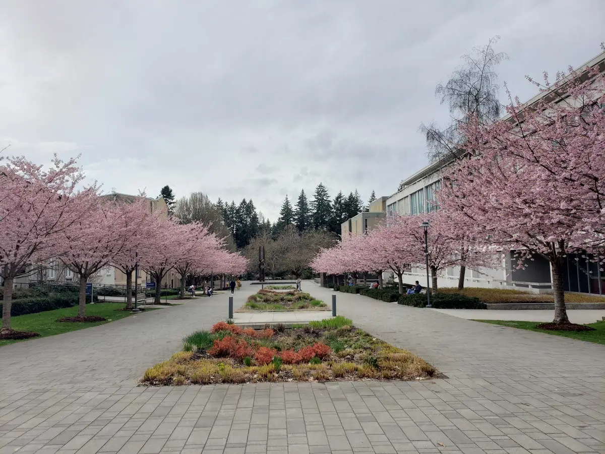Pink cherry blossom trees lining a paved walkway at a university campus.
