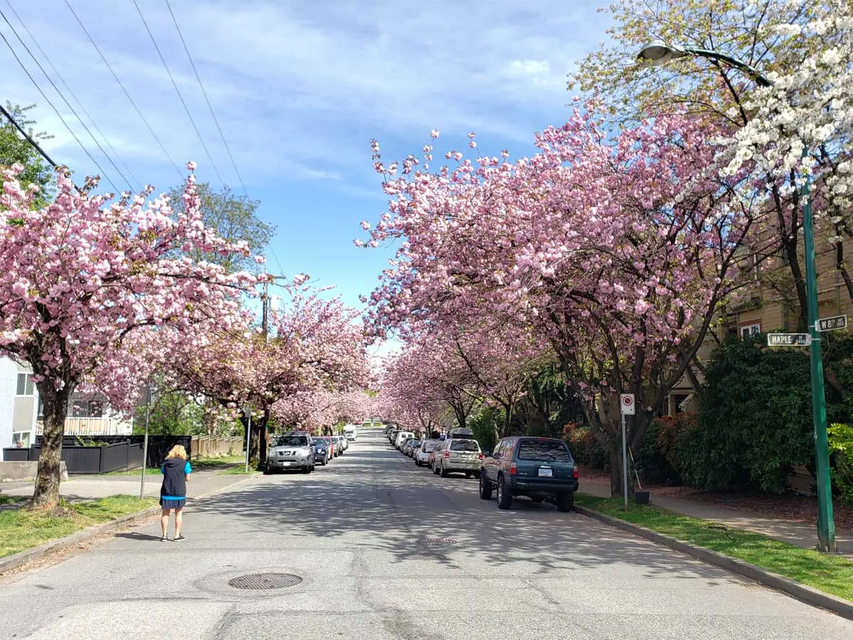 Pink cherry blossoms lining a residential street with parked cars.