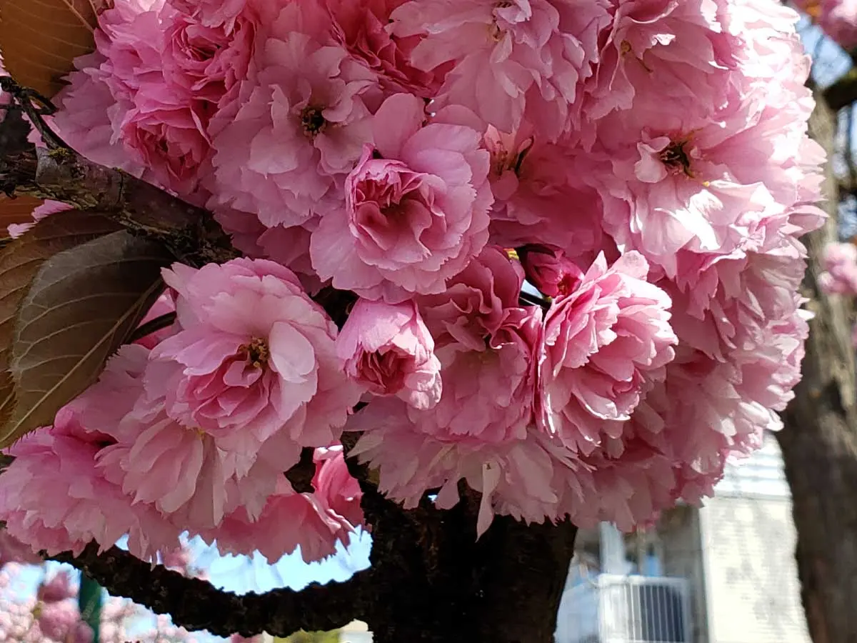 Close-up of pink cherry blossoms in full bloom on a tree branch.
