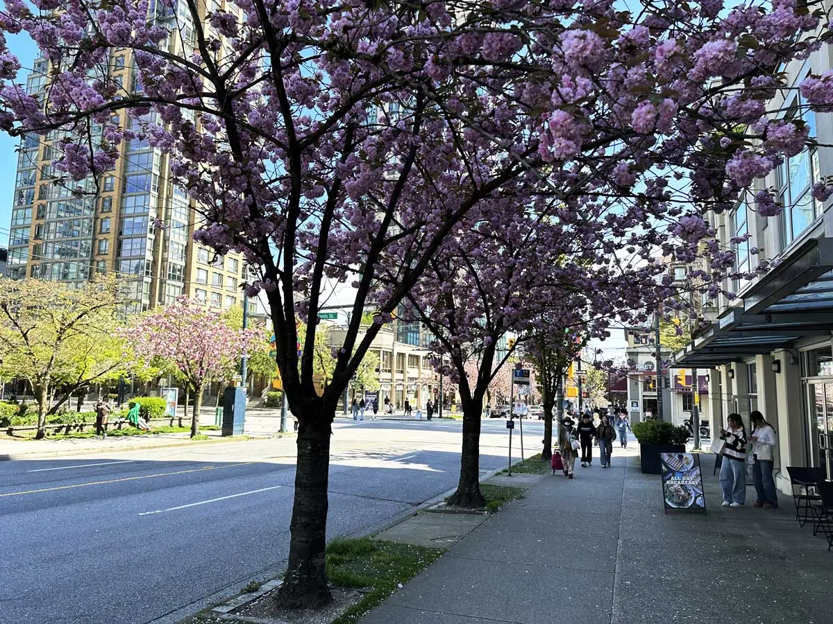 Cherry blossom trees in full bloom along the sidewalk on Davie Street, Vancouver.