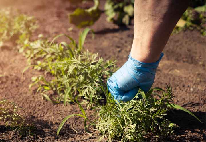 Weed Removal Services in Vancouver