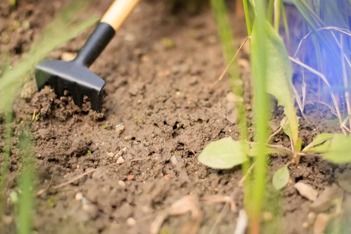 Small hand rake loosening soil around weeds in a garden to aid in weed removal and soil aeration.