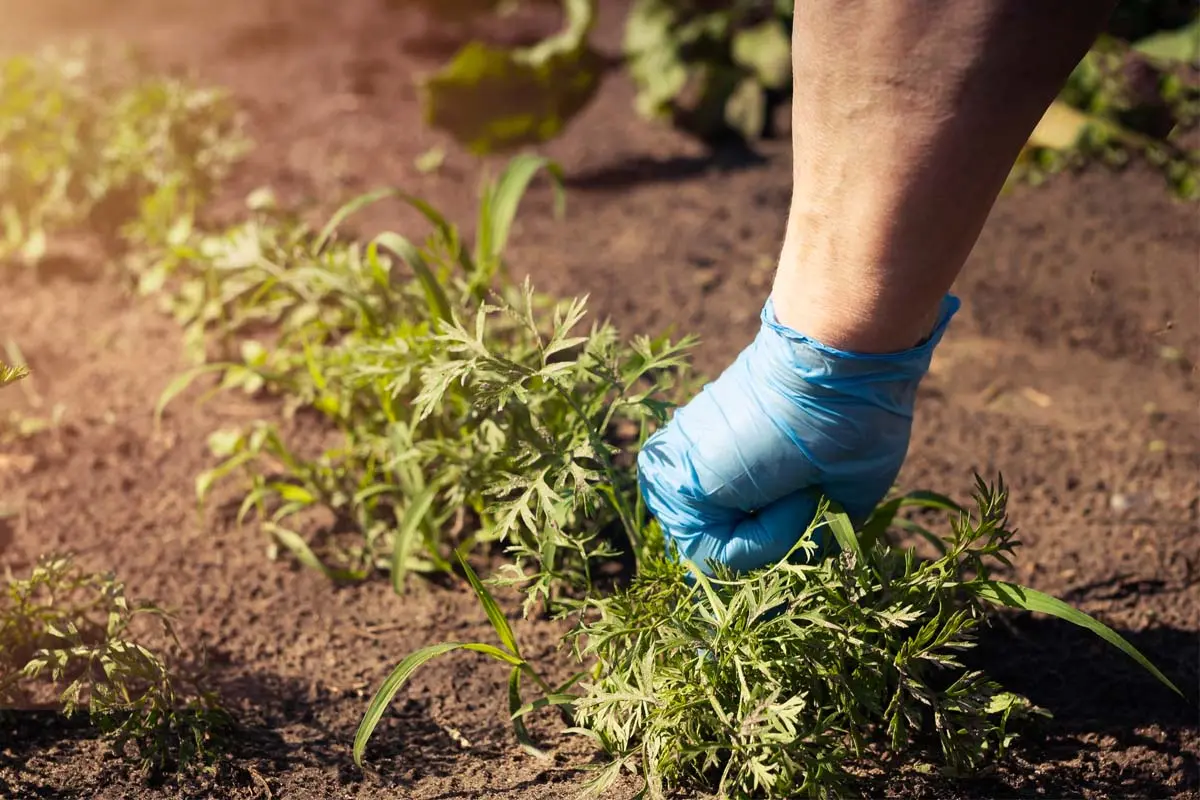 Person wearing blue gloves hand-pulling weeds from soil in a garden to maintain plant health.