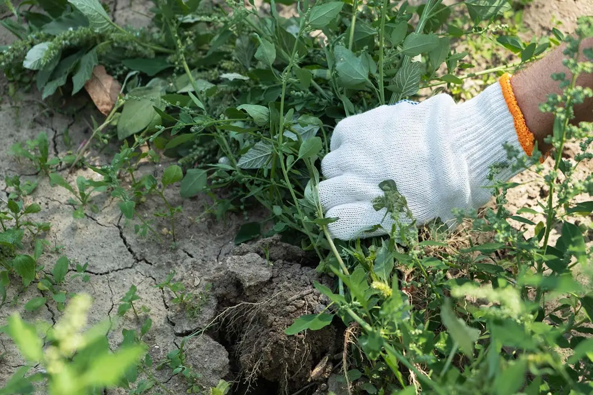 Gloved hand pulling weeds from dry, cracked soil in a garden to clear unwanted plants.