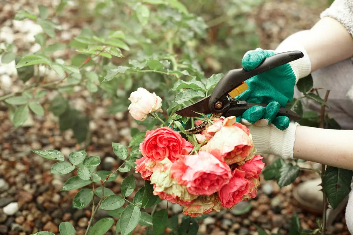 Gardener trimming rose stems with pruning shears, wearing green gloves.