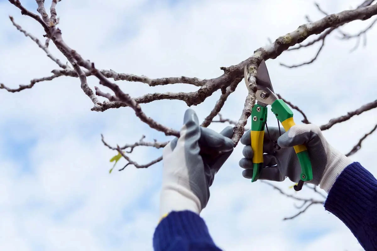 Person pruning dried tree branches with green and yellow shears, wearing gloves.