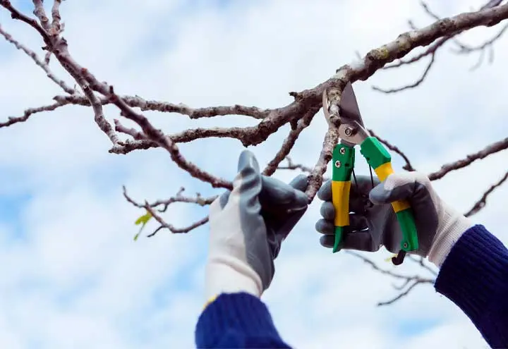 Tree and Shrub Pruning in Vancouver & Nearby Area