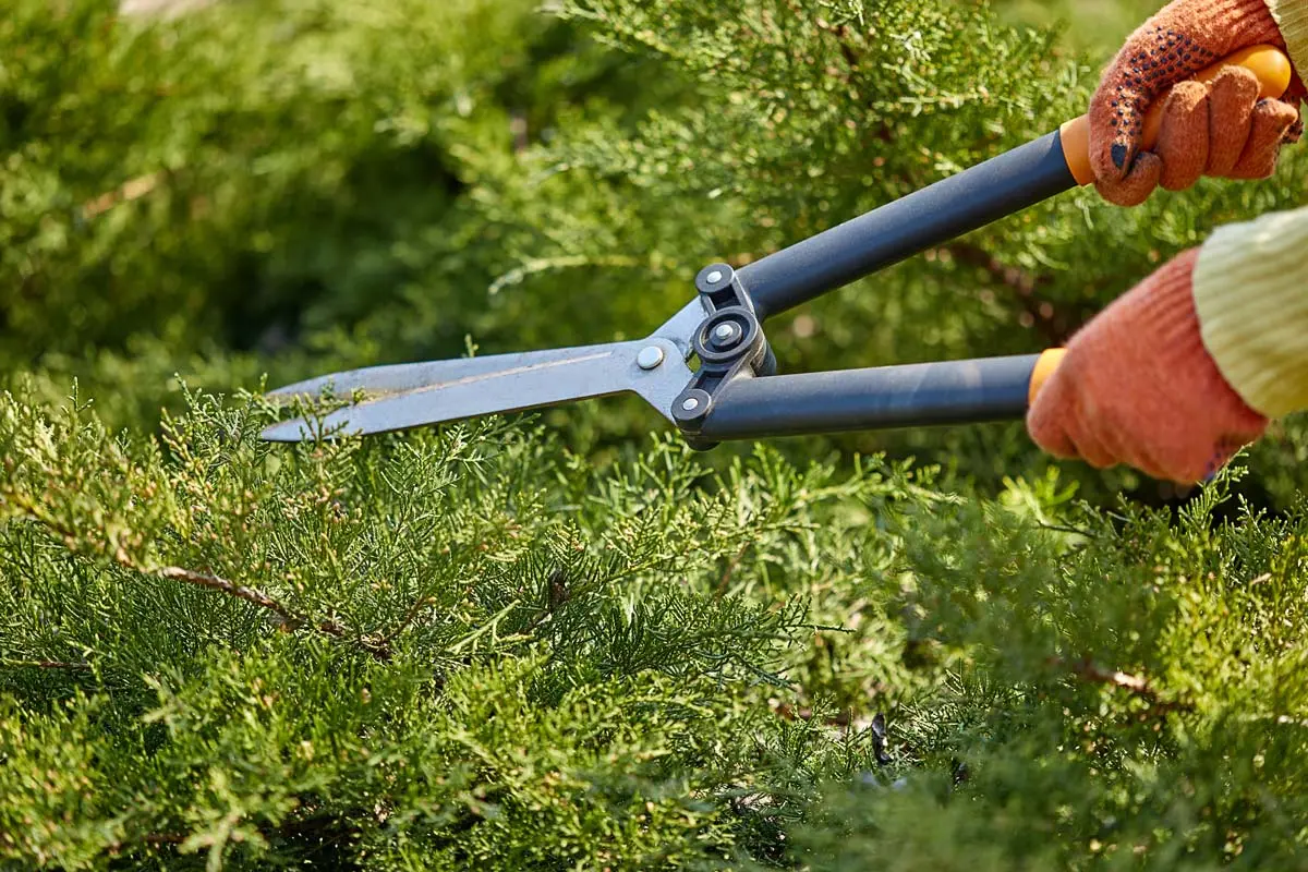 Gardener trimming overgrown green shrubs with hedge shears, wearing orange gloves.