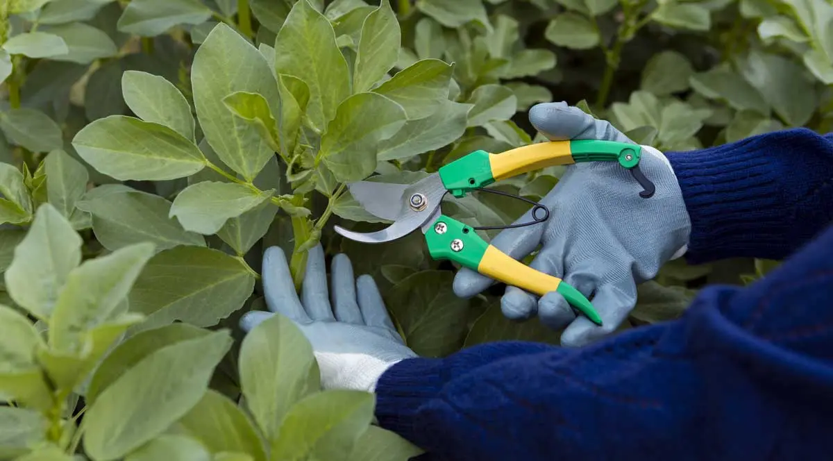 Gardener pruning plants with green and yellow shears, wearing gloves.