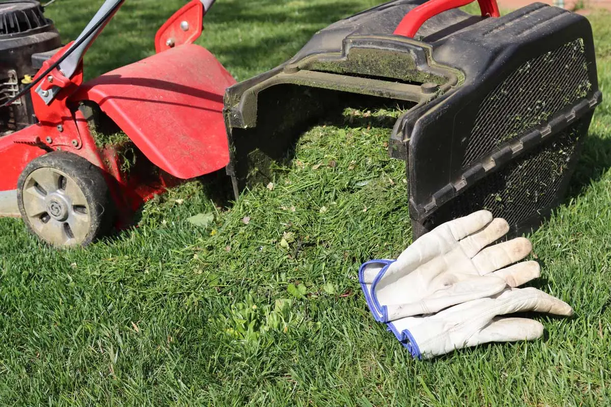 Lawn mower with collected grass clippings and gardening gloves on a freshly cut lawn.