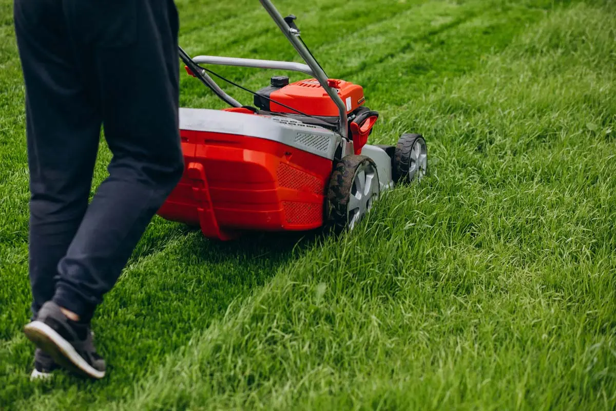 Man pushing a red lawn mower across a lush green backyard, creating neat, freshly cut grass lines.
