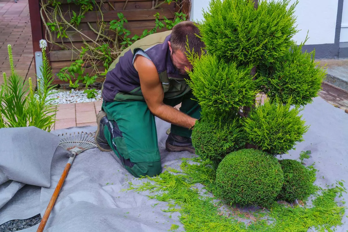 Gardener trimming a small evergreen shrub in a backyard with a rake and landscaping fabric nearby.