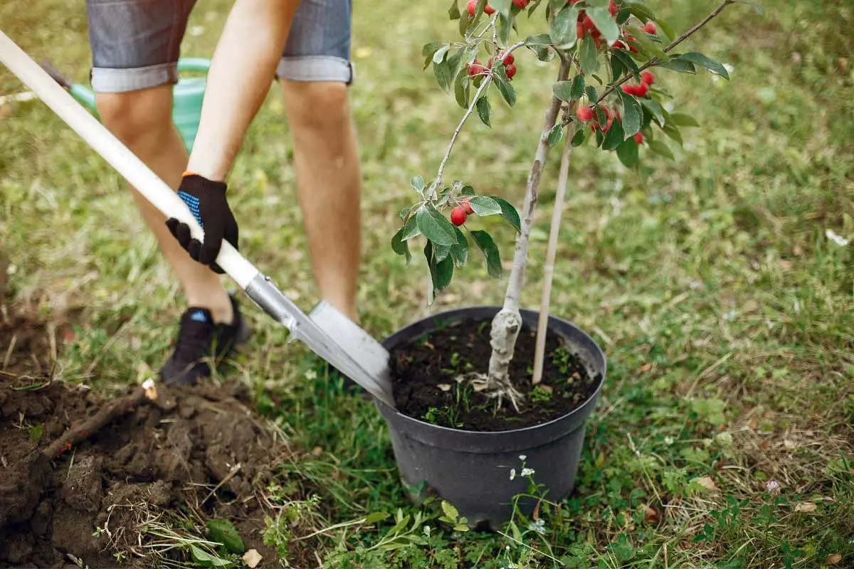 Person planting a young fruit tree from a pot into the ground, holding a shovel on grassy soil.