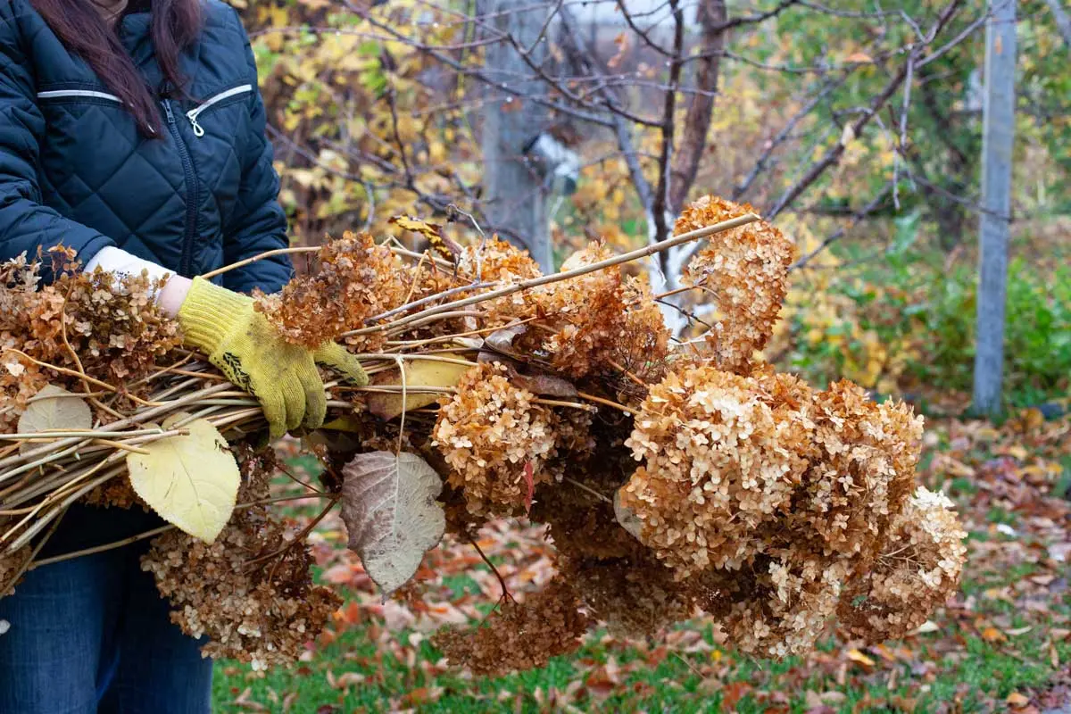 Person holding dried hydrangea branches during garden cleanup in autumn.