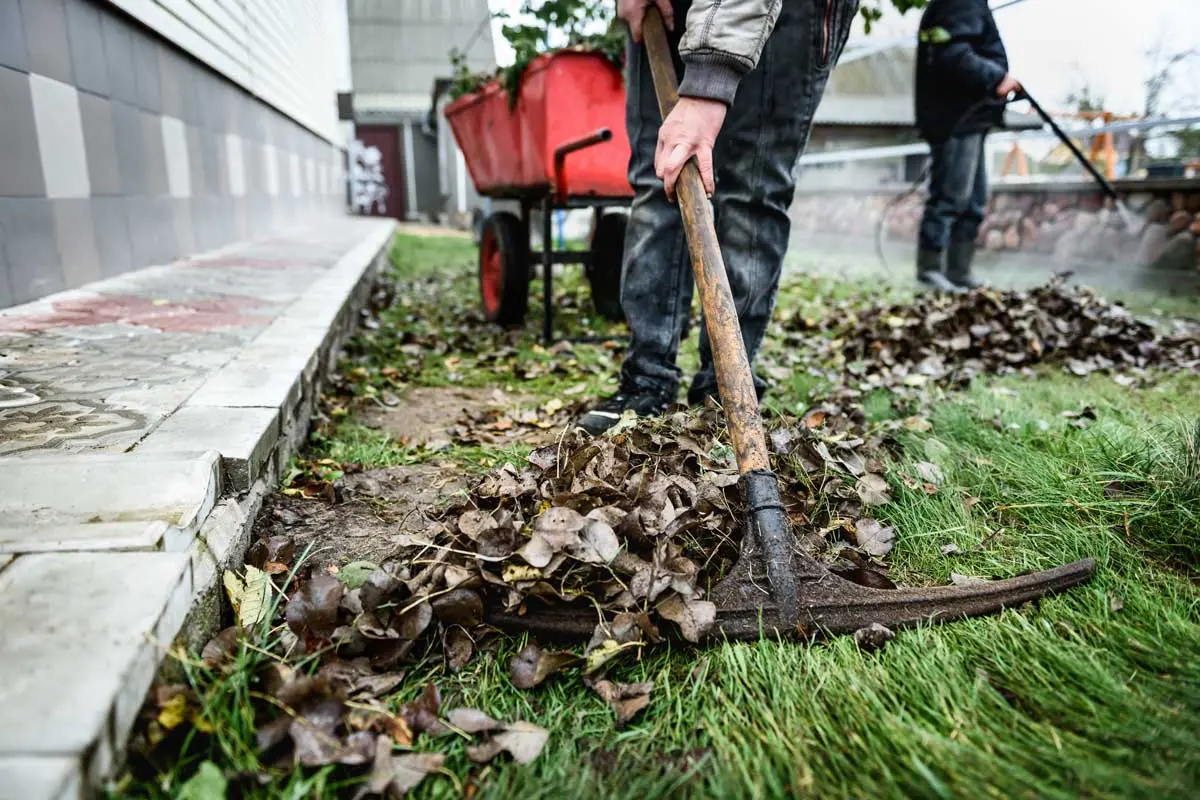 Gardener raking fallen leaves into a pile with a red wheelbarrow nearby.