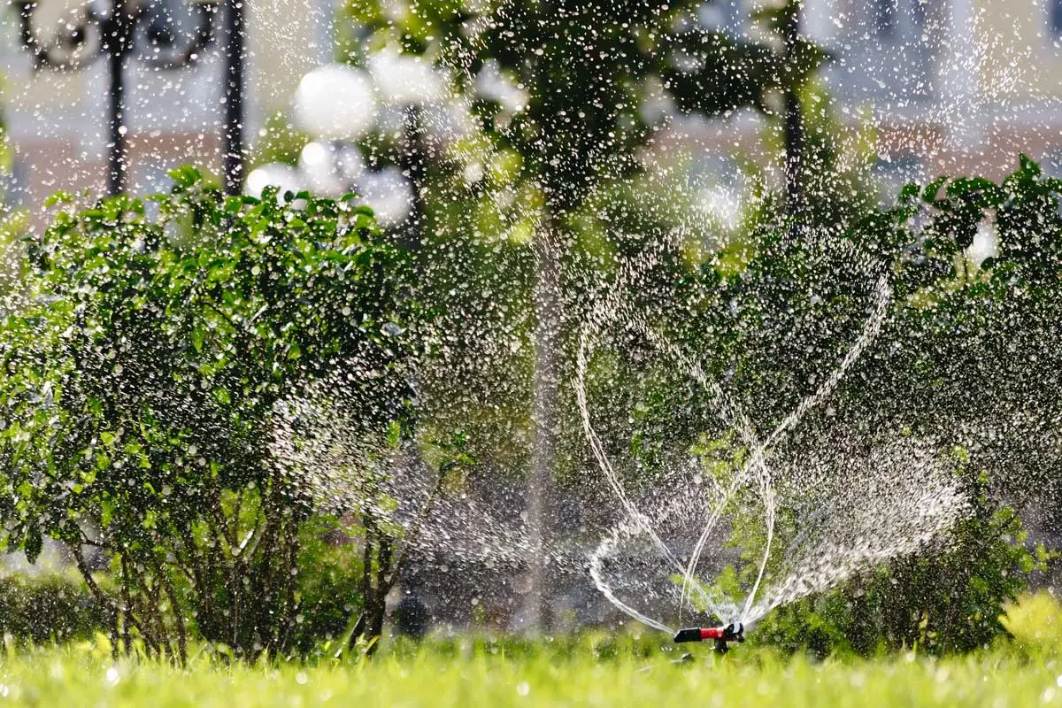 Lawn sprinkler watering grass and plants on a sunny day.