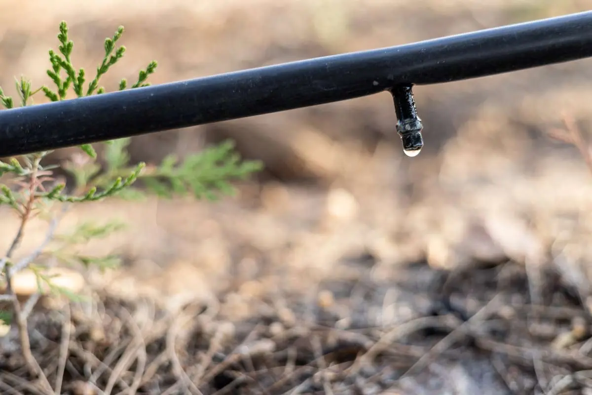 Drip irrigation system with water drop near a plant.