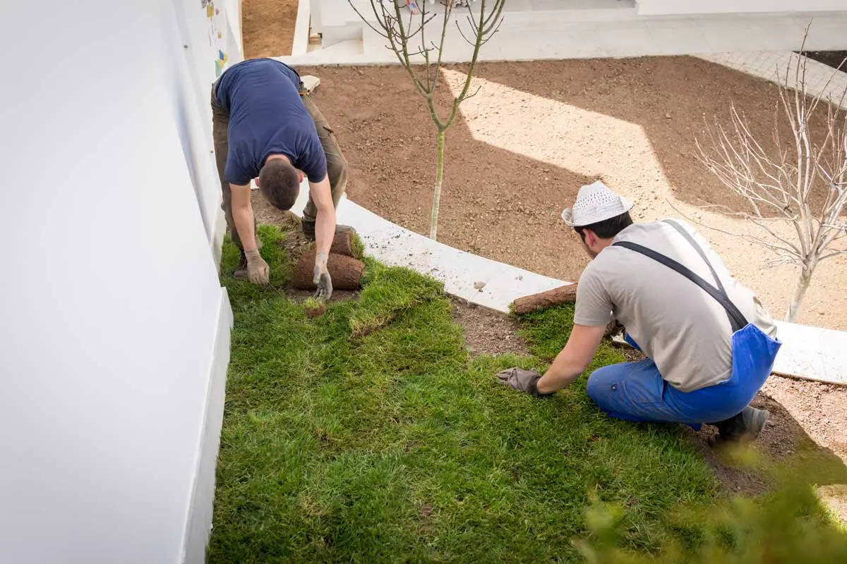 Two landscapers laying fresh grass turf to create a vibrant lawn.