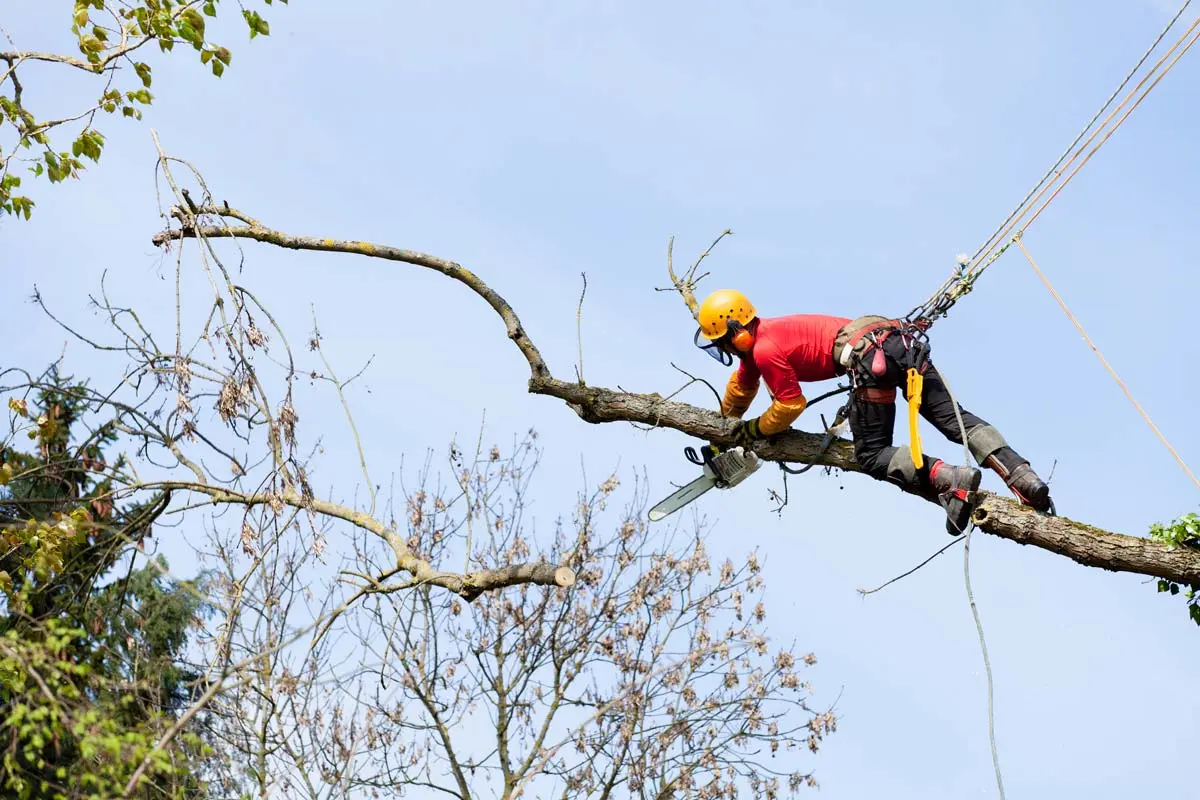 Arborist using a chainsaw to trim a high tree branch while secured with ropes.