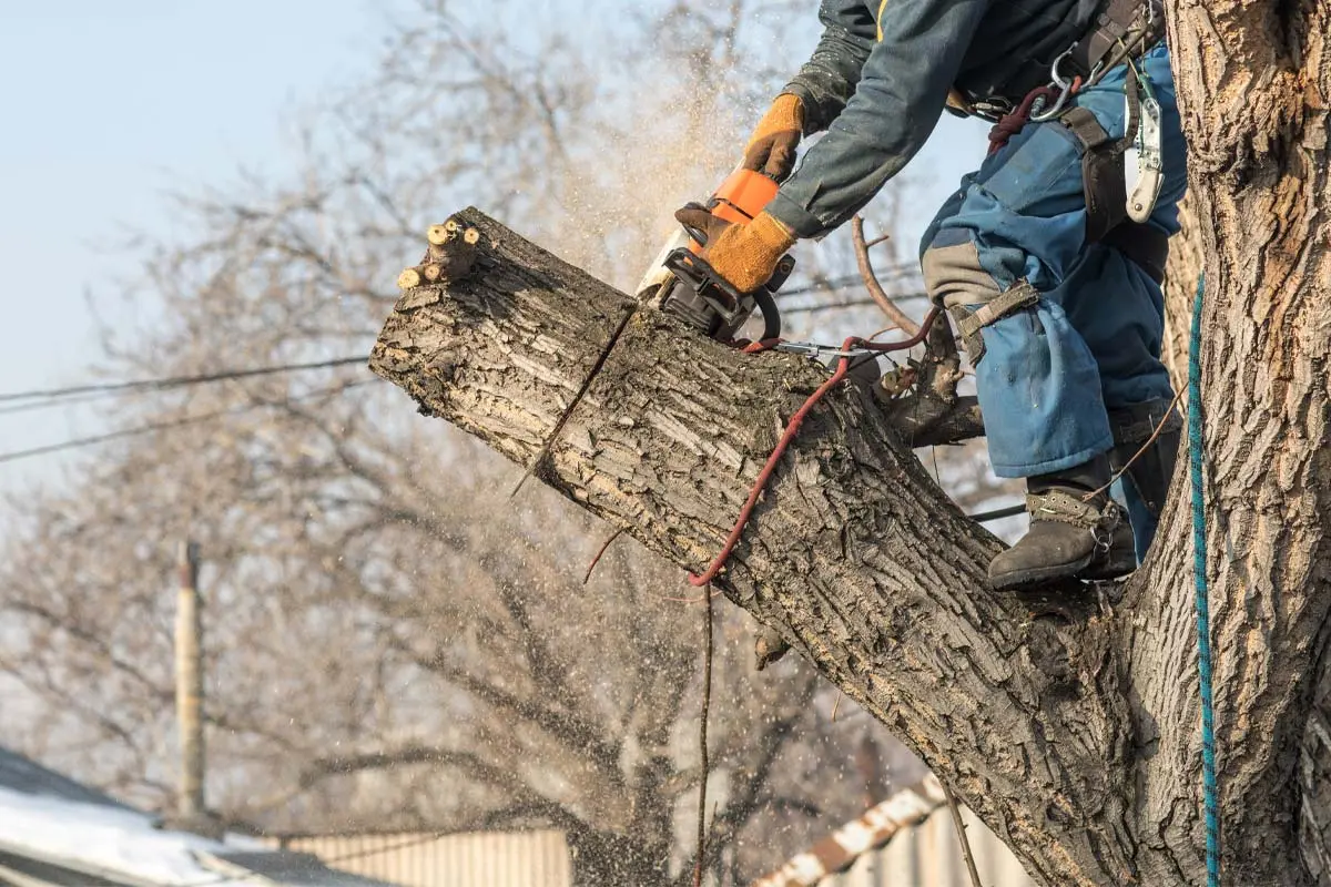 Arborist using a chainsaw to cut a large tree branch in winter.