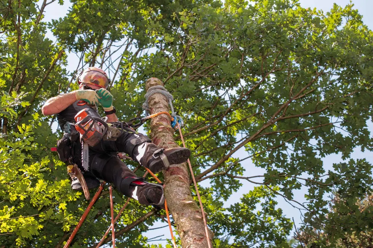 Arborist secured with ropes preparing to cut a tall tree trunk.
