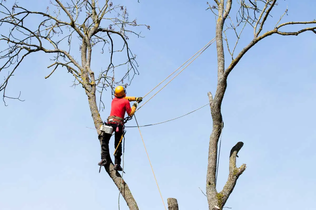Worker in safety gear using ropes to cut and lower branches from a dead tree.