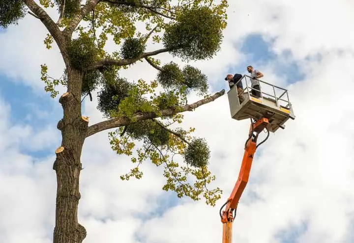 Tree Removal & Tall Tree Cutting in Vancouver (Permit Included)