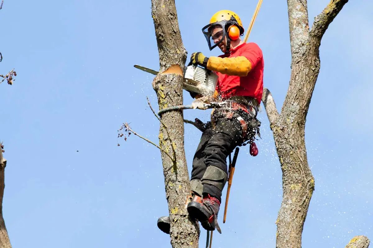 Man in helmet and harness using a chainsaw to cut a tall tree limb high above ground.