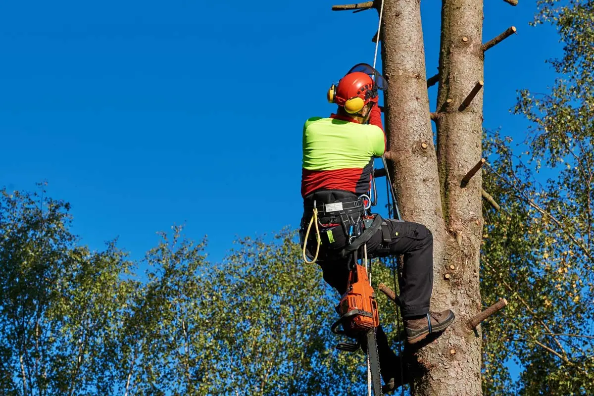 Worker climbing a tall tree using spikes and ropes, with a chainsaw secured to his harness.