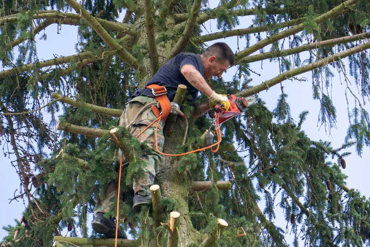 Man secured with harness using a chainsaw to cut branches high up in a pine tree.