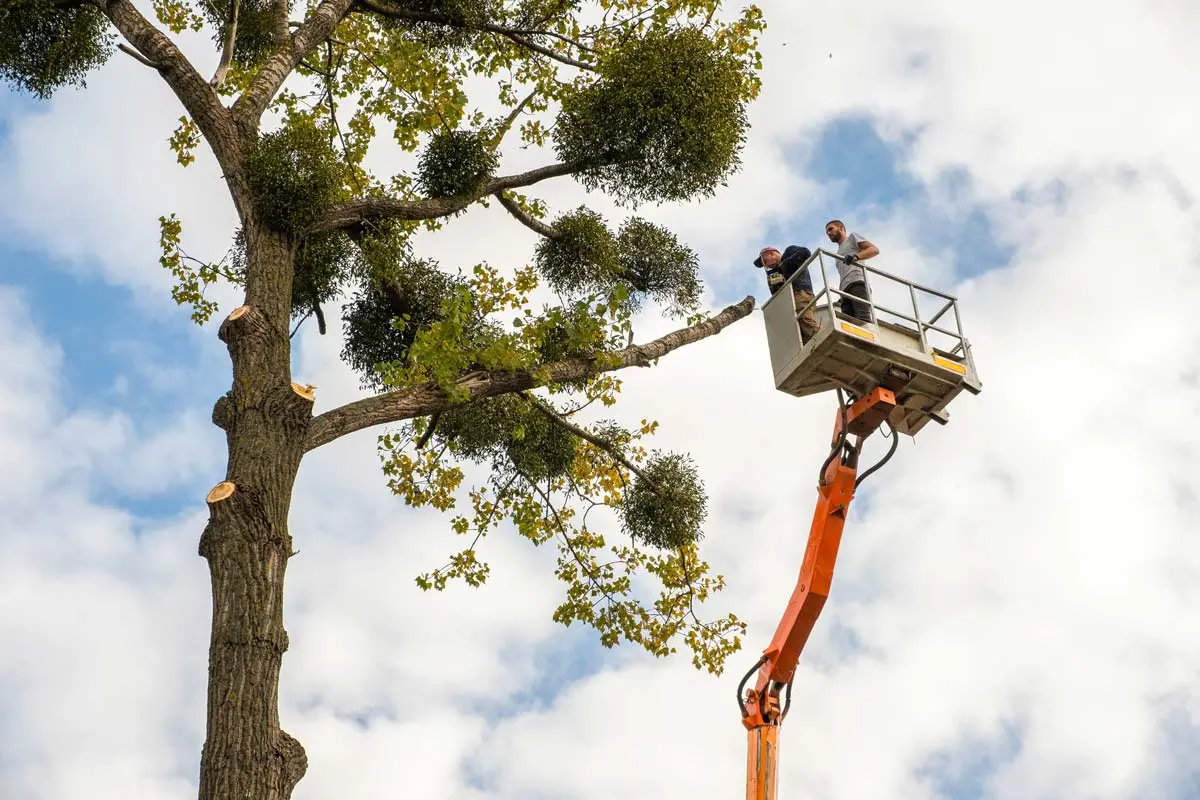 Two workers trimming a tall tree from a boom lift under a cloudy sky.