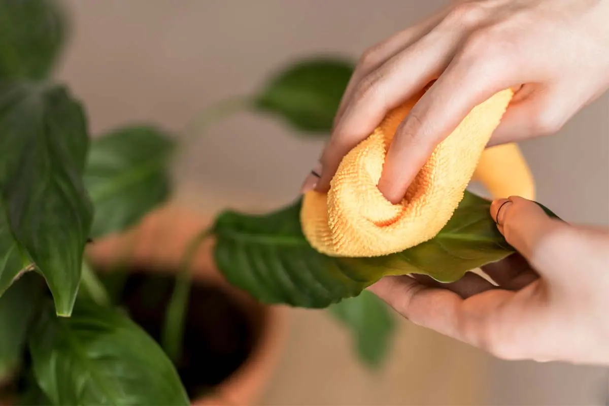 A person gently dusts a plant leaf with a yellow microfiber cloth.